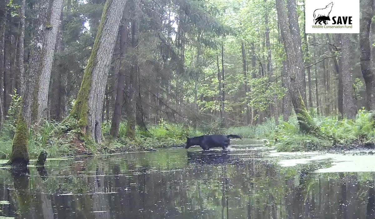 NextImg:Pair of rare black wolves caught on camera in Polish forest by wildlife researchers