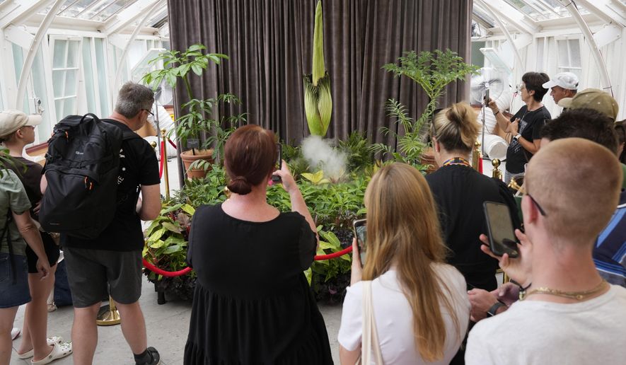 People gather around a corpse flower that begins to bloom at the Royal Botanical Gardens in Sydney, Australia, Jan. 23, 2025, before another has opened in the Australian capital Canberra in the nation's third such unusual flowering in recent months. (AP Photo/Rick Rycroft)