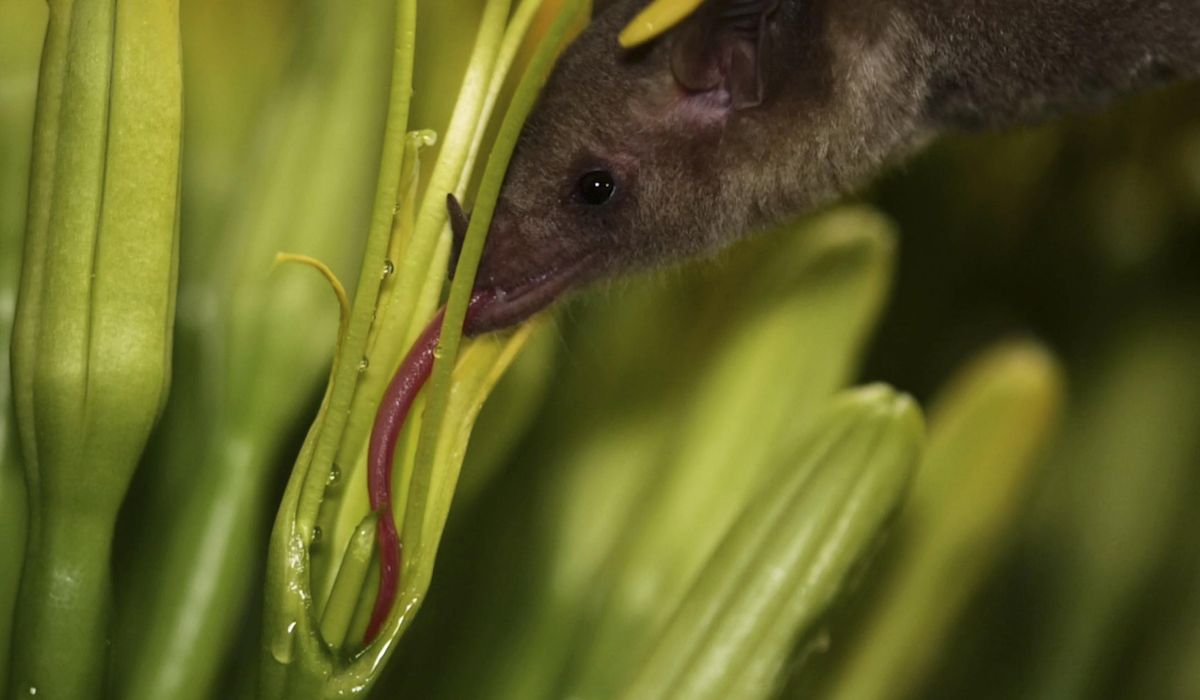 NextImg:Mexican long-nosed bats are no strangers to southeastern Arizona. The proof is in the saliva