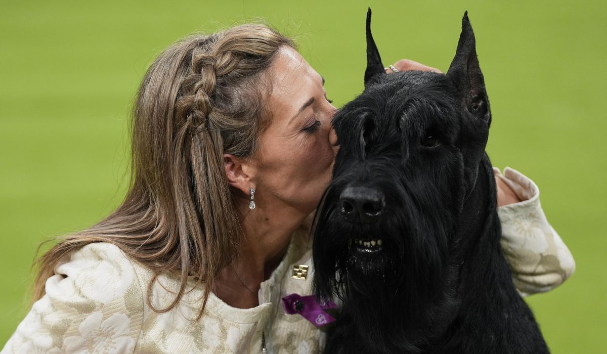 NextImg:Westminster 2025: Monty makes history as first giant schnauzer champion
