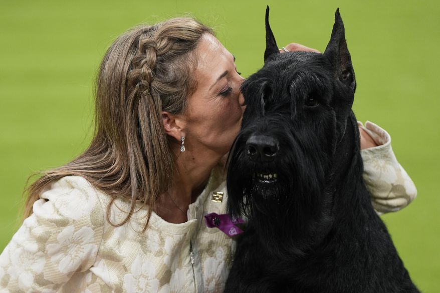 Katie Bernardin kisses Monty, a Giant Schnauzer, after winning best in show in the 149th Westminster Kennel Club Dog show, Tuesday, Feb. 11, 2025, in New York. (AP Photo/Julia Demaree Nikhinson)