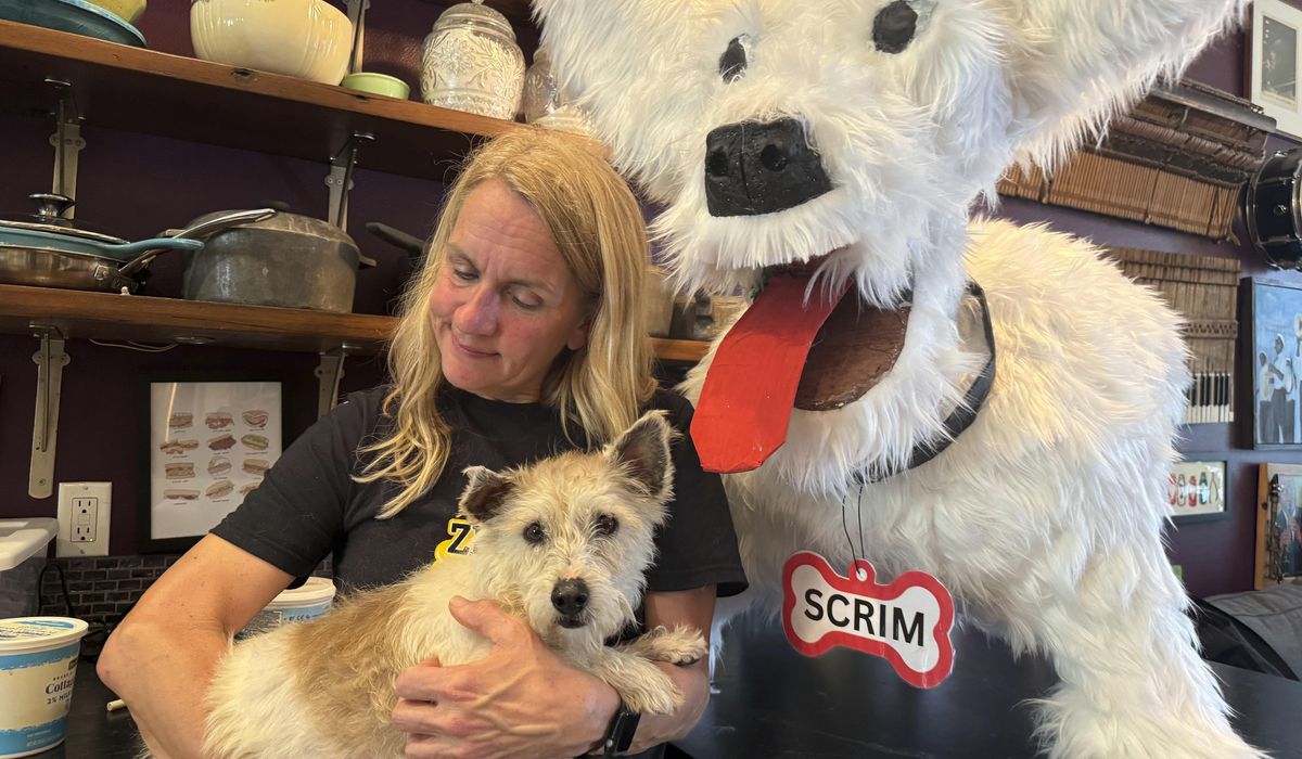 NextImg:Fugitive dog recaptured in New Orleans after gaining national fame for escapades