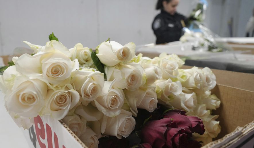 Valentine's Day roses are unwrapped after being inspected by U.S. Customs and Border Protection agriculture specialist Elaine Mendez at Miami International Airport, and Friday, Feb. 7, 2025, in Miami. (AP Photo/Marta Lavandier)