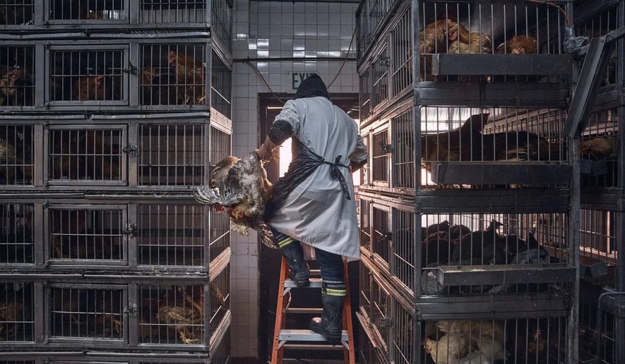 FILE - A worker grabs a chicken to slaughter inside a poultry store in New York, Feb. 7, 2025. (AP Photo/Andres Kudacki, File)