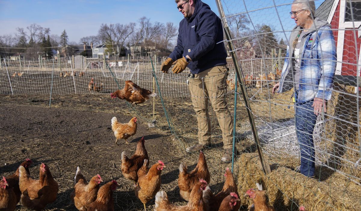 NextImg:Can suspending a cage-free egg law solve the soaring price problem? Nevada takes a crack at it