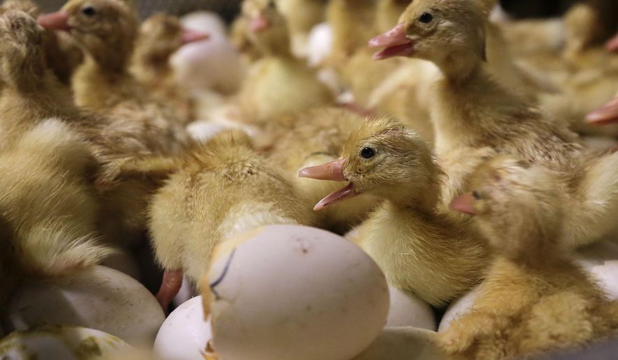 Day-old duck hatchlings crawl around inside an incubator at Crescent Duck Farm, in Aquebogue, N.Y., Oct. 29, 2014. (AP Photo/Julie Jacobson, File)