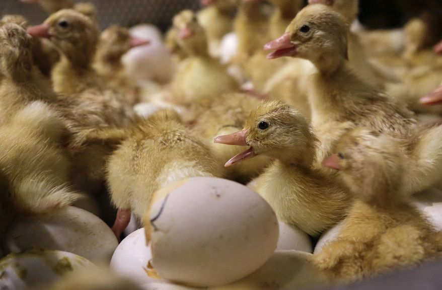 Day-old duck hatchlings crawl around inside an incubator at Crescent Duck Farm, in Aquebogue, N.Y., Oct. 29, 2014. (AP Photo/Julie Jacobson, File)
