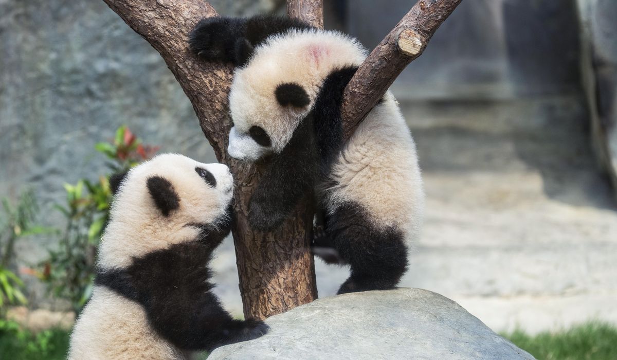 NextImg:Hong Kong residents compete to name twin panda cubs who just turned 6 months old