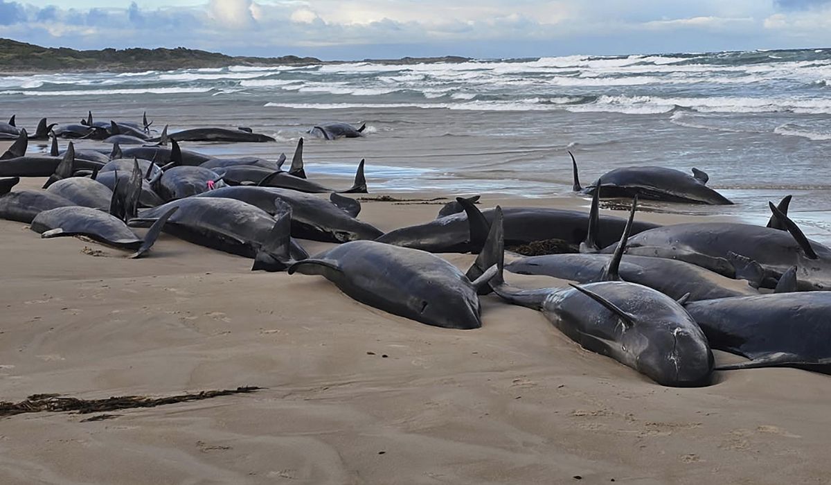 NextImg:Dozens of whales euthanized after stranding on a beach in Australia