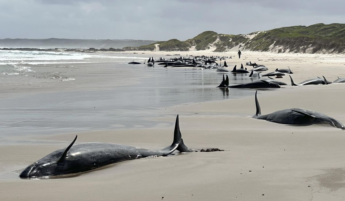NextImg:More than 150 false killer whales stranded on a beach in Australia’s Tasmania state