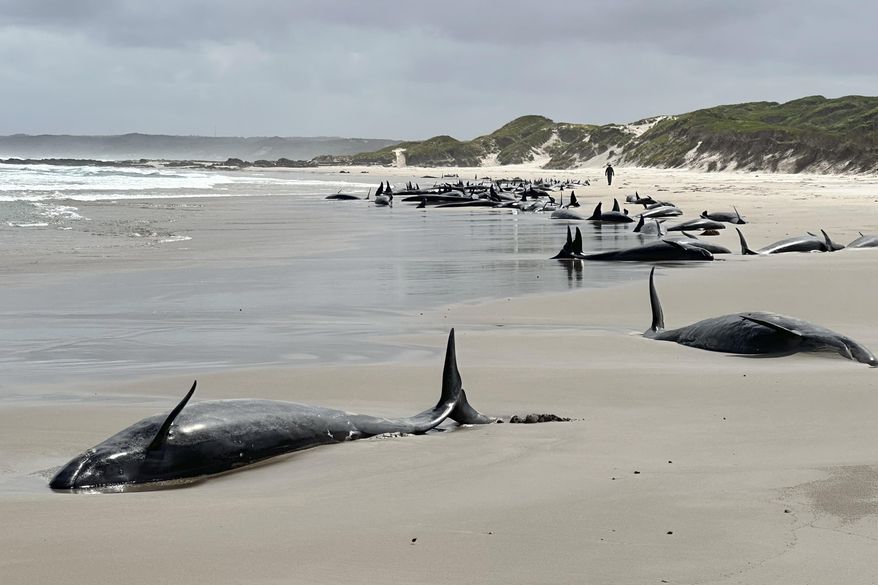 This photo provided by the Department of Natural Resources and Environment Tasmania shows part of more than 150 false killer whales which became stranded, Wednesday, Feb. 19, 2025, on a remote beach on near Arthur River in Australia's island state of Tasmania. (NRE via AP)