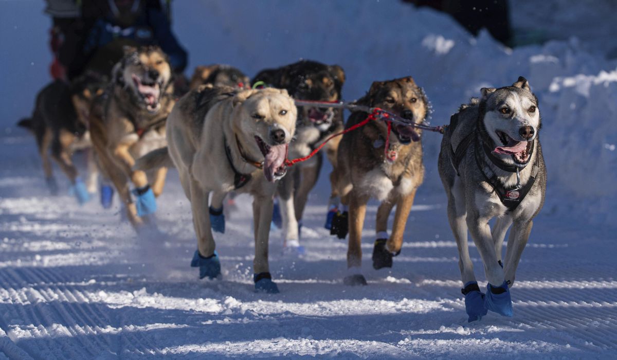 NextImg:The world’s most famous sled dog race is longer than ever. Here’s a look at Iditarod, by the numbers