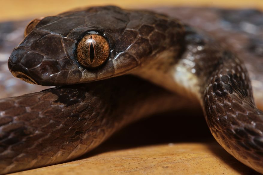 Ornate cat-eyed snake. File photo credit: Brecht Heusequin via Shutterstock.