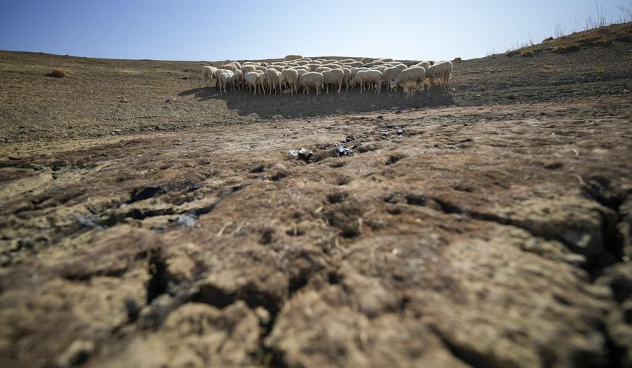 Sheep look for water in a dry pond used by local farms for their livestock, in Contrada Chiapparia, near the town of Caltanissetta, central Sicily, Italy, July 19, 2024. (AP Photo/Andrew Medichini, File)