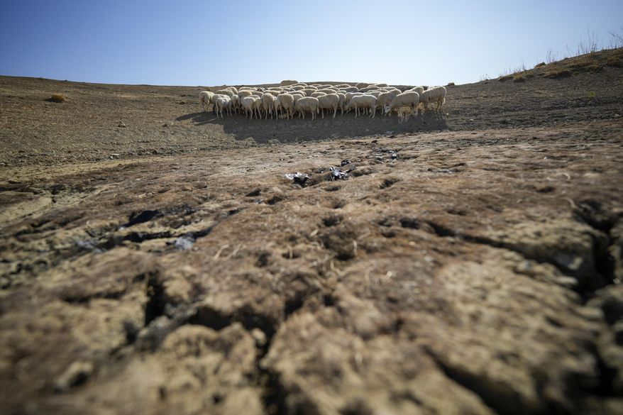 Sheep look for water in a dry pond used by local farms for their livestock, in Contrada Chiapparia, near the town of Caltanissetta, central Sicily, Italy, July 19, 2024. (AP Photo/Andrew Medichini, File)