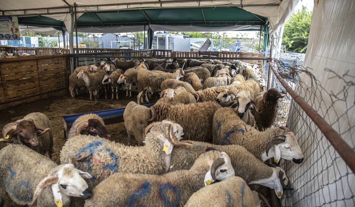 NextImg:Texans soon can hunt massive, invasive sheep via helicopter for sport