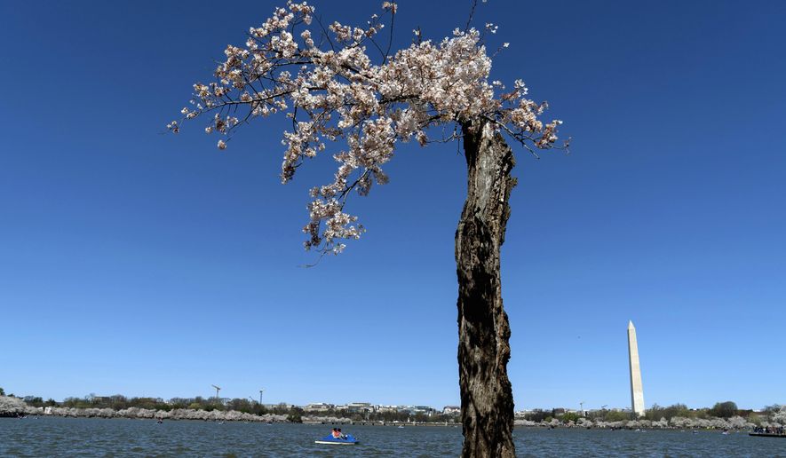 With the Washington Monument in the background, "Stumpy," the popular cherry tree, is seen at the tidal basin as cherry trees enter peak bloom in Washington, March 24, 2024. (AP Photo/Jose Luis Magana, File)