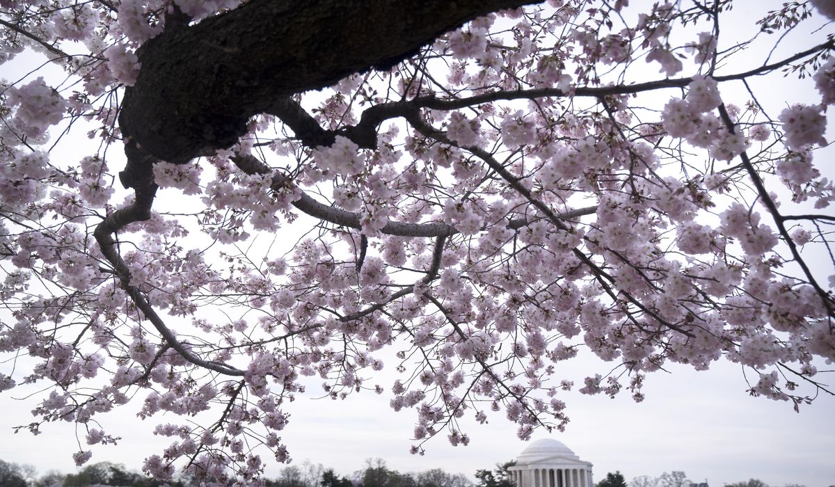 NextImg:Tidal Basin construction work in D.C. will cause narrower paths for cherry blossom viewers