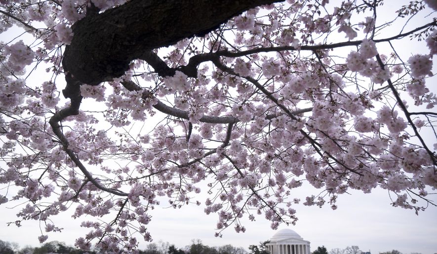 The Jefferson Memorial is seen amid cherry blossoms along the Tidal Basin in Washington on March 18, 2024. (AP Photo/Mark Schiefelbein) **FILE**