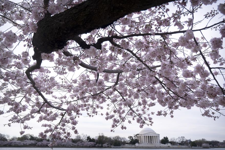 The Jefferson Memorial is seen amid cherry blossoms along the Tidal Basin in Washington on March 18, 2024. (AP Photo/Mark Schiefelbein) **FILE**