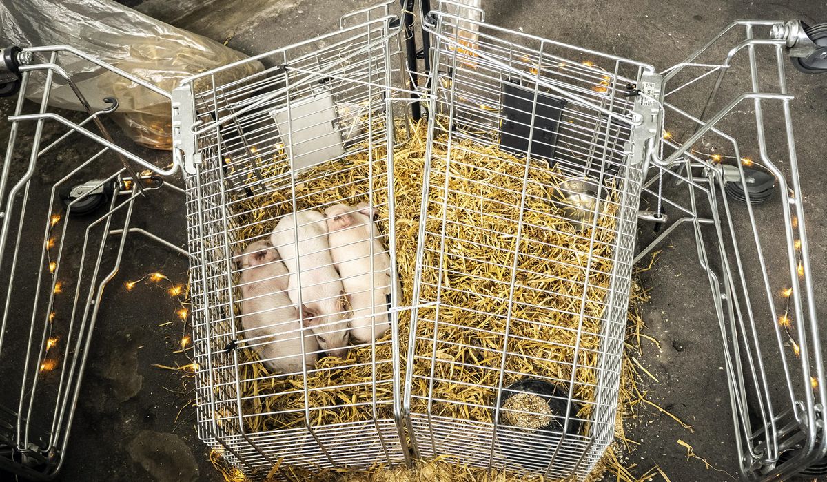 NextImg:Piglets left to starve as part of a controversial art exhibition in Denmark have been stolen