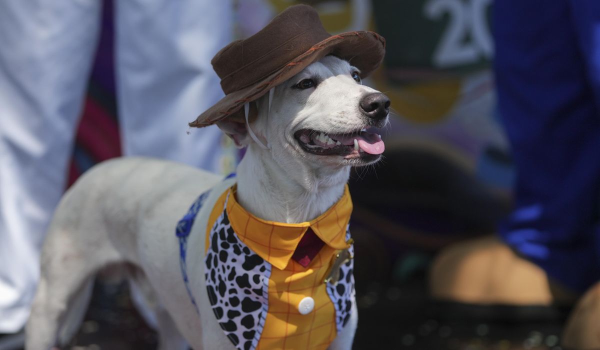 NextImg:The Rio Carnival street party where dogs parade as superheroes and cartoon characters