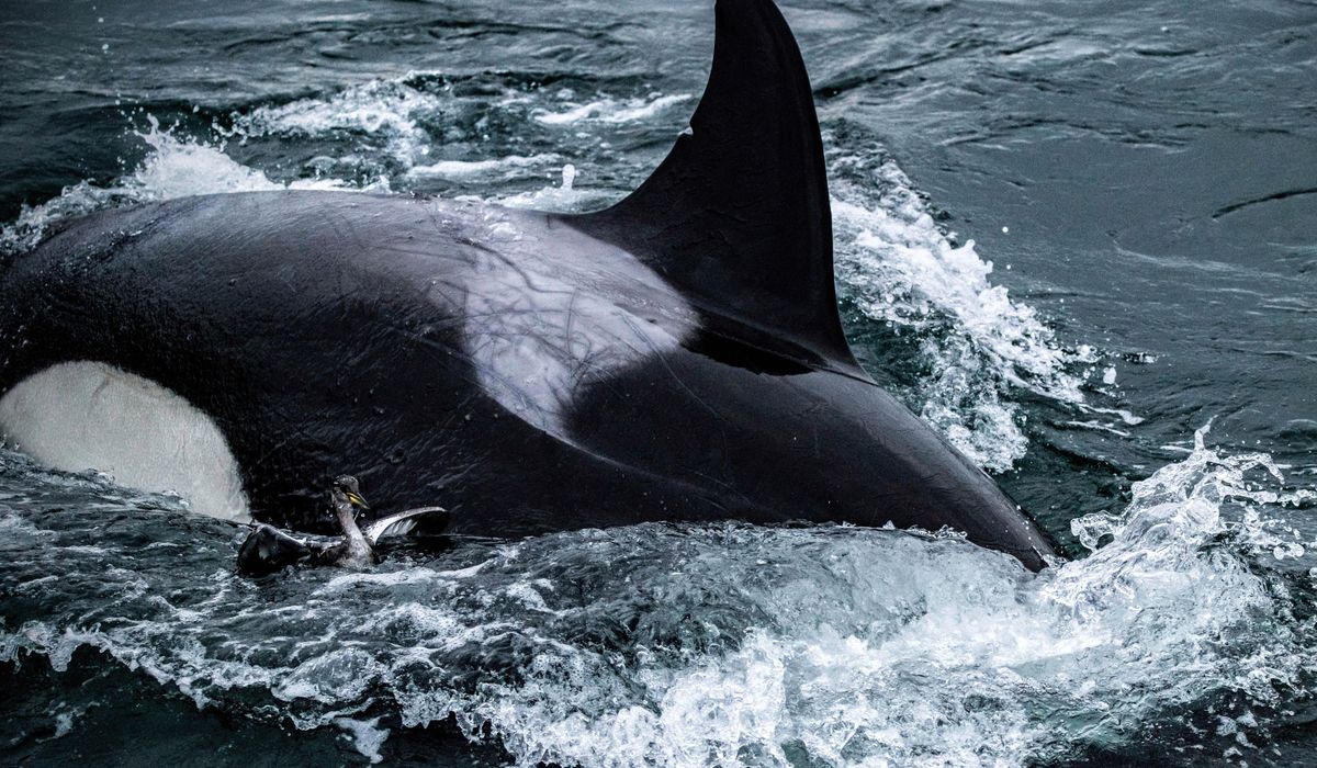 NextImg:Killer whales amaze Seattle onlookers with a rarely seen bird hunt