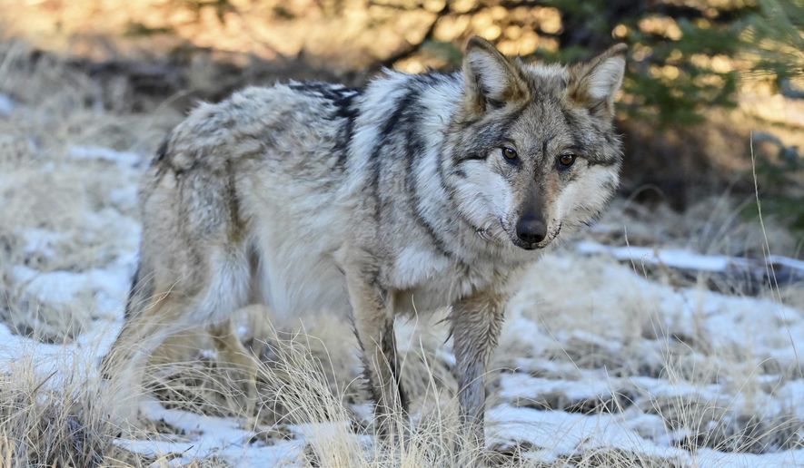 This Jan. 24, 2025, image provided by the Arizona Game and Fish Department shows a Mexican gray wolf in the wild that was monitored as part of a population survey in eastern Arizona. (Arizona Game and Fish Department via AP)
