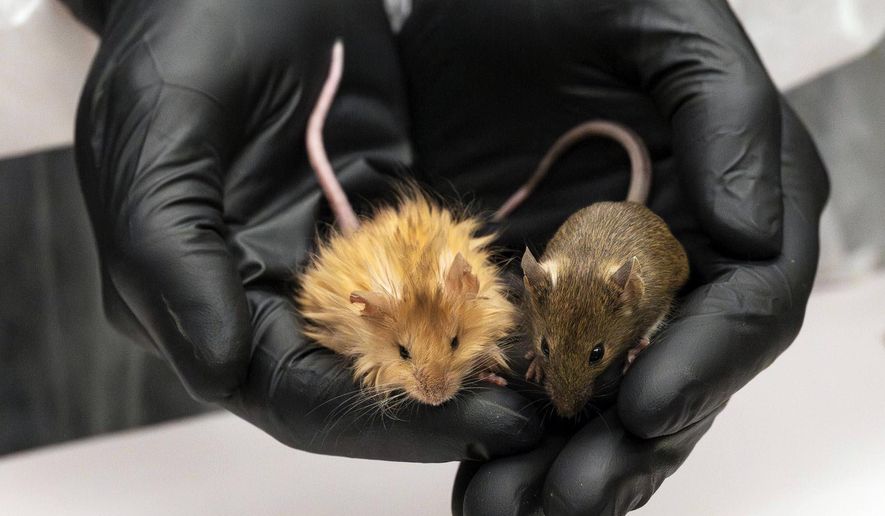 In this Feb 2025 photo provided by Colossal Biosciences are genetically edited mice with long, thick, woolly hair at a lab in Dallas, Texas. (Colossal Biosciences via AP)