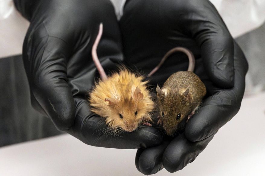 In this Feb 2025 photo provided by Colossal Biosciences are genetically edited mice with long, thick, woolly hair at a lab in Dallas, Texas. (Colossal Biosciences via AP)