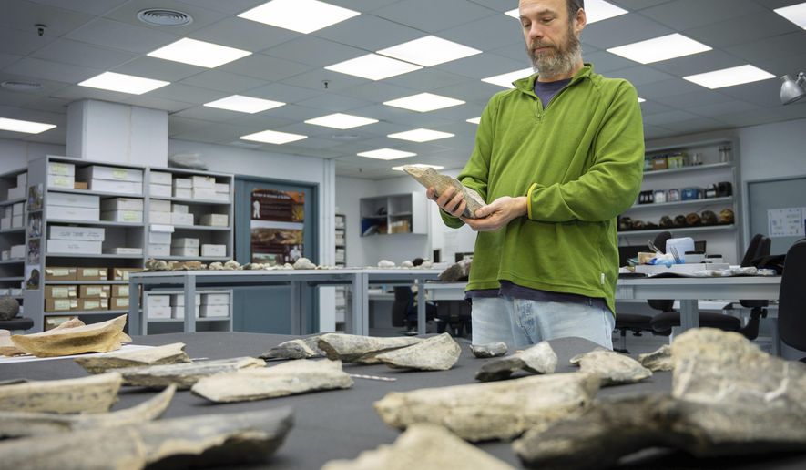 In this photo provided by the Spanish National Research Council (CSIC), researcher Ignacio de la Torre holds a bone tool found in Tanzania's Olduvai Gorge, at the CSIC-Pleistocene Archaeology Lab in Madrid in 2023. (Angeliki Theodoropoulou/CSIC via AP)