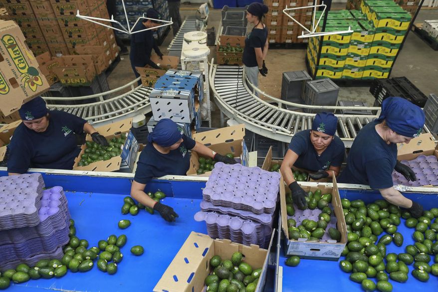 Workers sort avocados at a packing plant in Uruapan, Mexico, Nov. 27, 2024. (AP Photo/Armando Solis) **FILE**