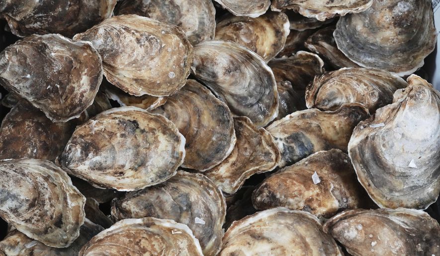 Shown are oysters harvested in Canada at Bryan Szeliga's Fishtown Seafood in Haddonfield, N.J., Thursday, March 6, 2025. (AP Photo/Matt Rourke)