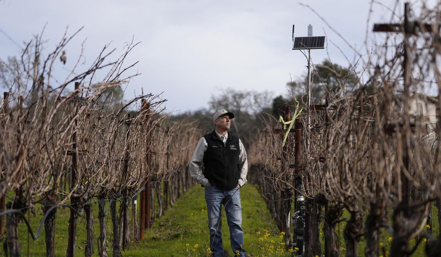 Tyler Klick, Partner/Viticulturist of Redwood Empire Vineyard Management, looks up toward a solar panel while being interviewed about Lumo smart irrigation valves in a Cabernet Sauvignon vineyard during an interview in Geyserville, Calif., Friday, Jan. 24, 2025. (AP Photo/Jeff Chiu)
