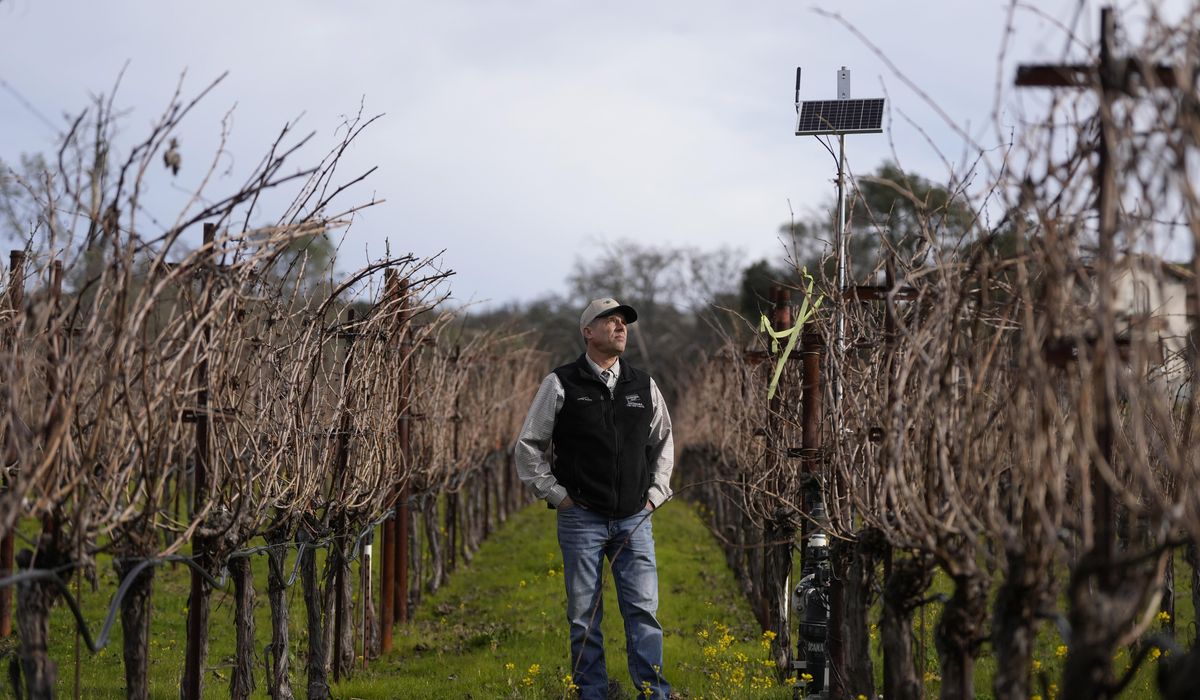 NextImg:AI made its way to vineyards. Here’s how the technology is helping make your wine