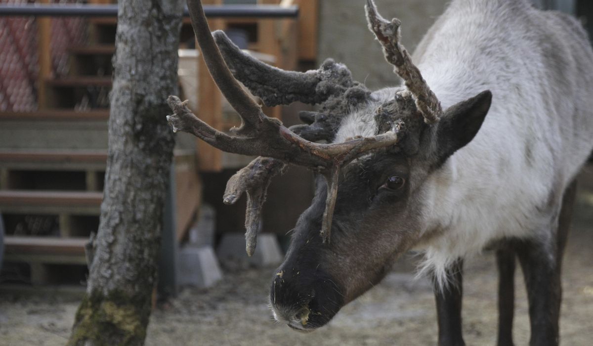 NextImg:Beloved Anchorage pet reindeer euthanized after someone tampered with pen, possibly poisoned him