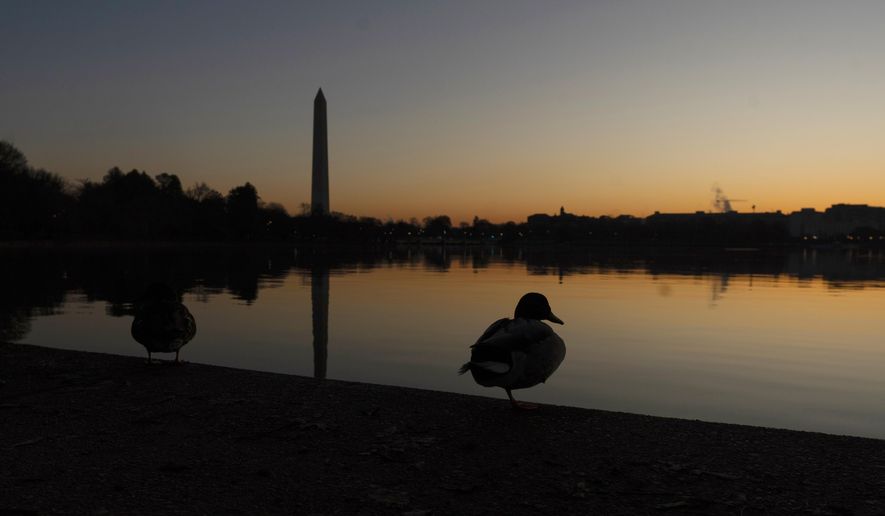 FILE - A mallard duck rests on the edge of a path around the Tidal Basin as the sun rises in Washington, Sunday, March 5, 2023, with the Washington Monument in the background. (AP Photo/Manuel Balce Ceneta, File)