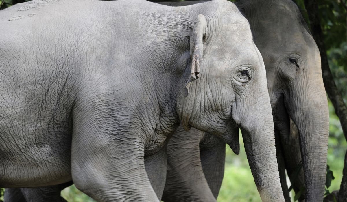 NextImg:Study says endangered Asian elephant population in Cambodia is more robust than previously thought
