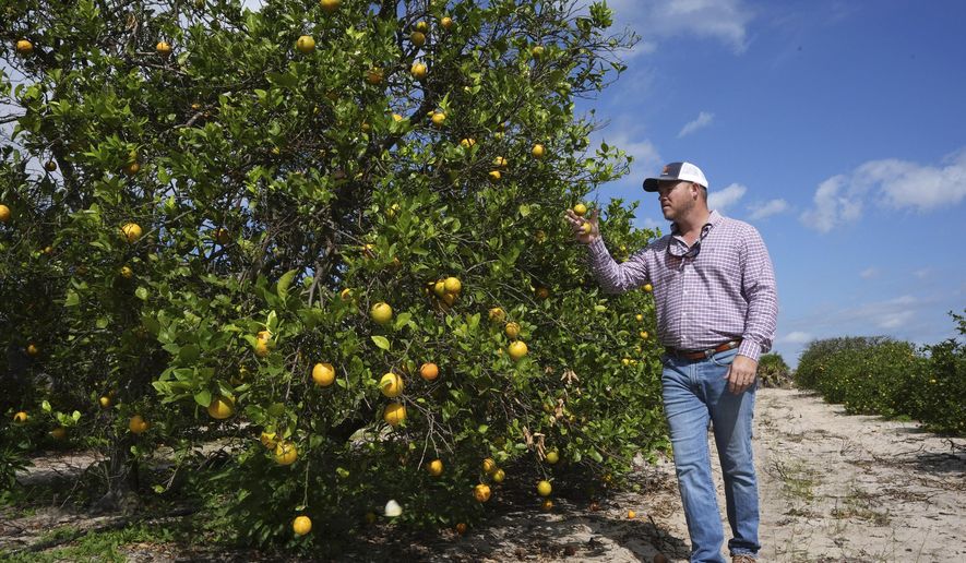 Trevor Murphy, inspects an orange tree in one of his groves, Tuesday, Feb. 18, 2025, in Sebring, Fla. Murphy, whose family has been growing oranges for generations, is hoping for a cure to citrus greening, a bacterial infection that together with other factors has decimated the industry. (AP Photo/Marta Lavandier)