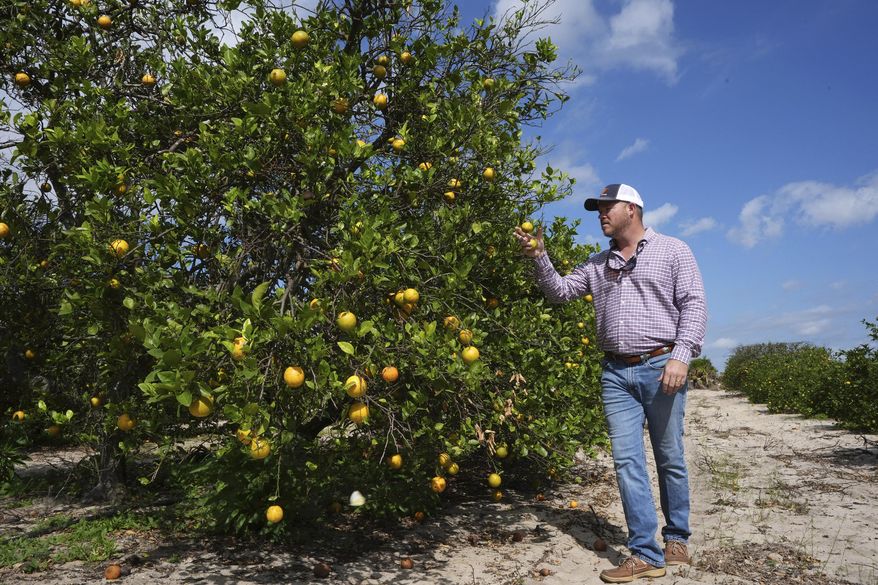 Trevor Murphy, inspects an orange tree in one of his groves, Tuesday, Feb. 18, 2025, in Sebring, Fla. Murphy, whose family has been growing oranges for generations, is hoping for a cure to citrus greening, a bacterial infection that together with other factors has decimated the industry. (AP Photo/Marta Lavandier)