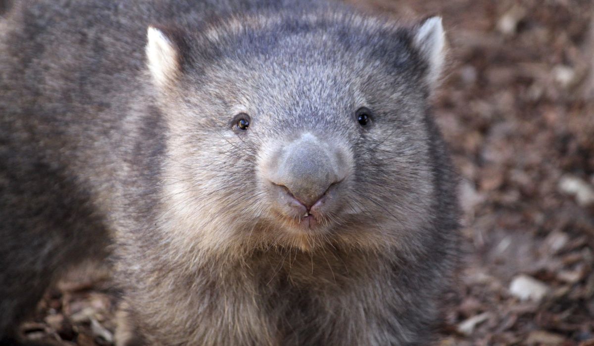 NextImg:What are wombats? A guide to Australia’s den-digging marsupial