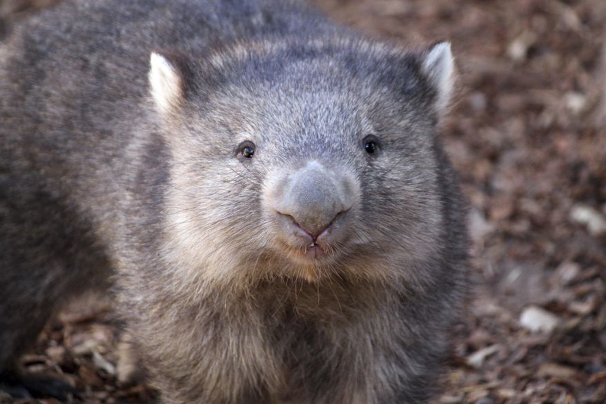 FILE - Otto, a Tasmanian wombat, waddles around the Albuquerque BioPark Zoo's newest exhibit in Albuquerque, N.M., on Thursday, Dec. 9, 2010. (AP Photo/Susan Montoya Bryan)