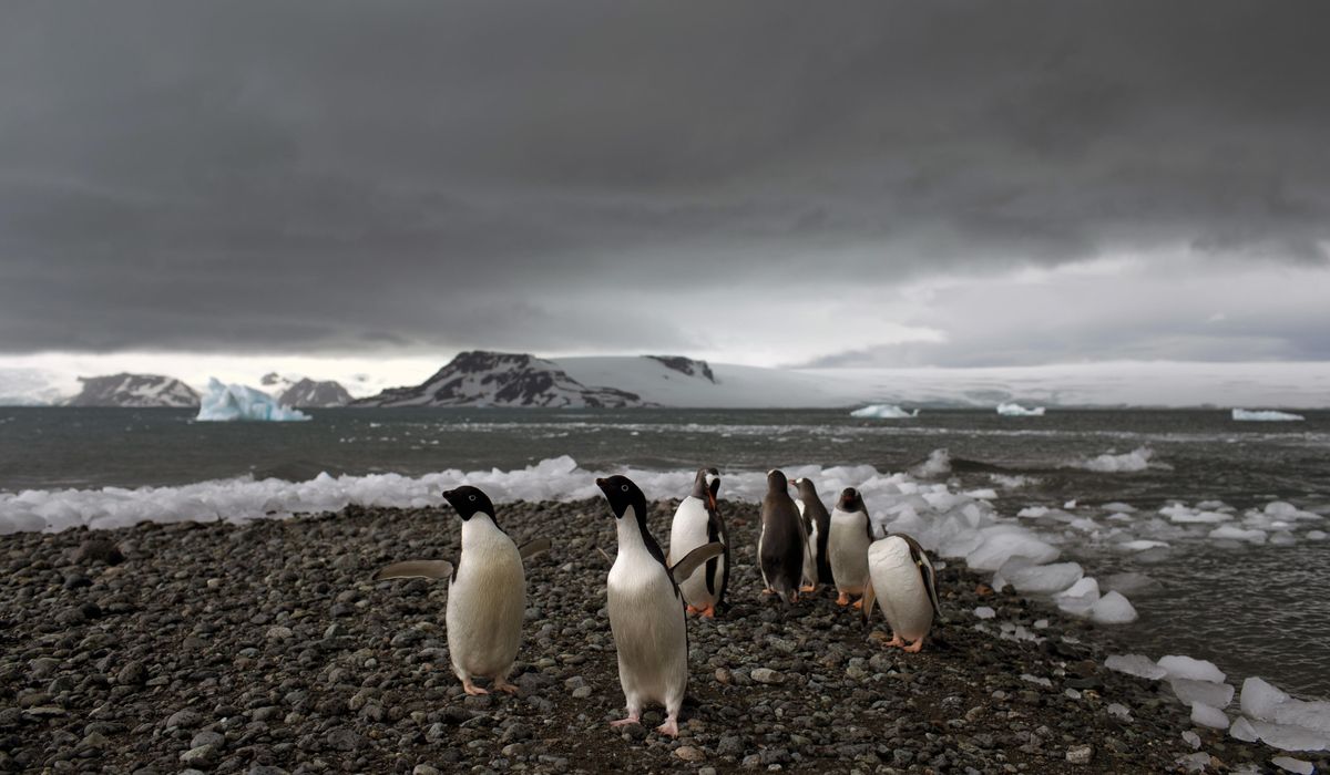 NextImg:Fear at isolated Antarctica base as a man is accused of attacking a colleague and making threats