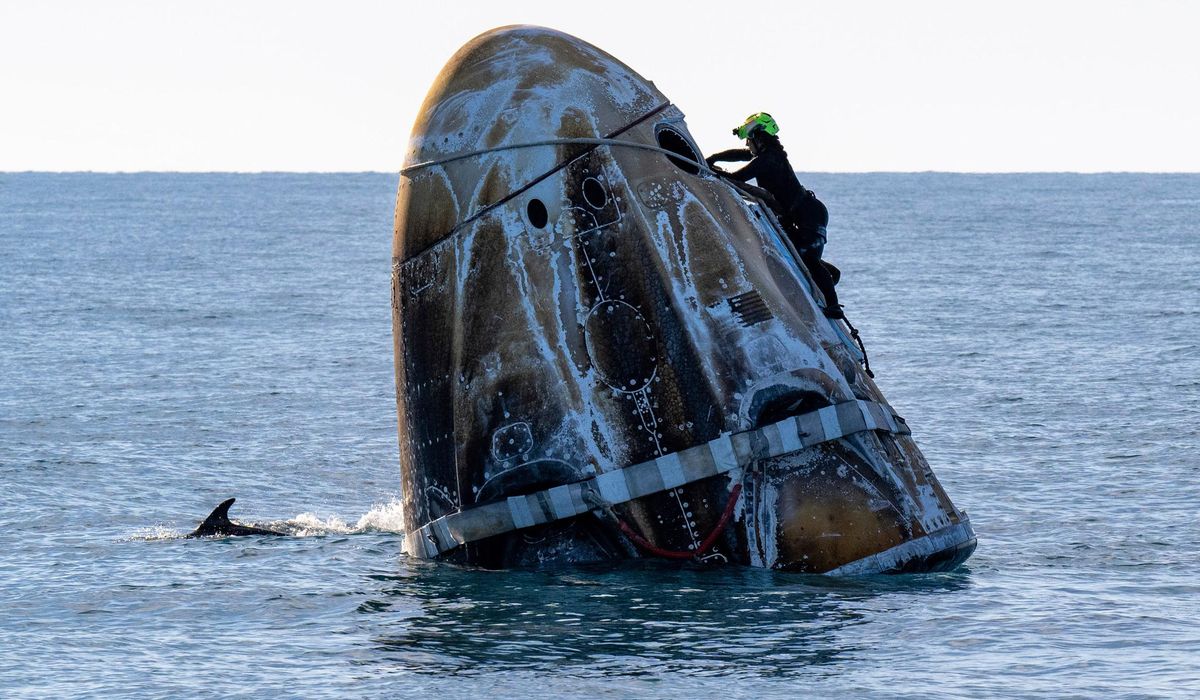 NextImg:Dolphins greet SpaceX Dragon capsule full of returning astronauts