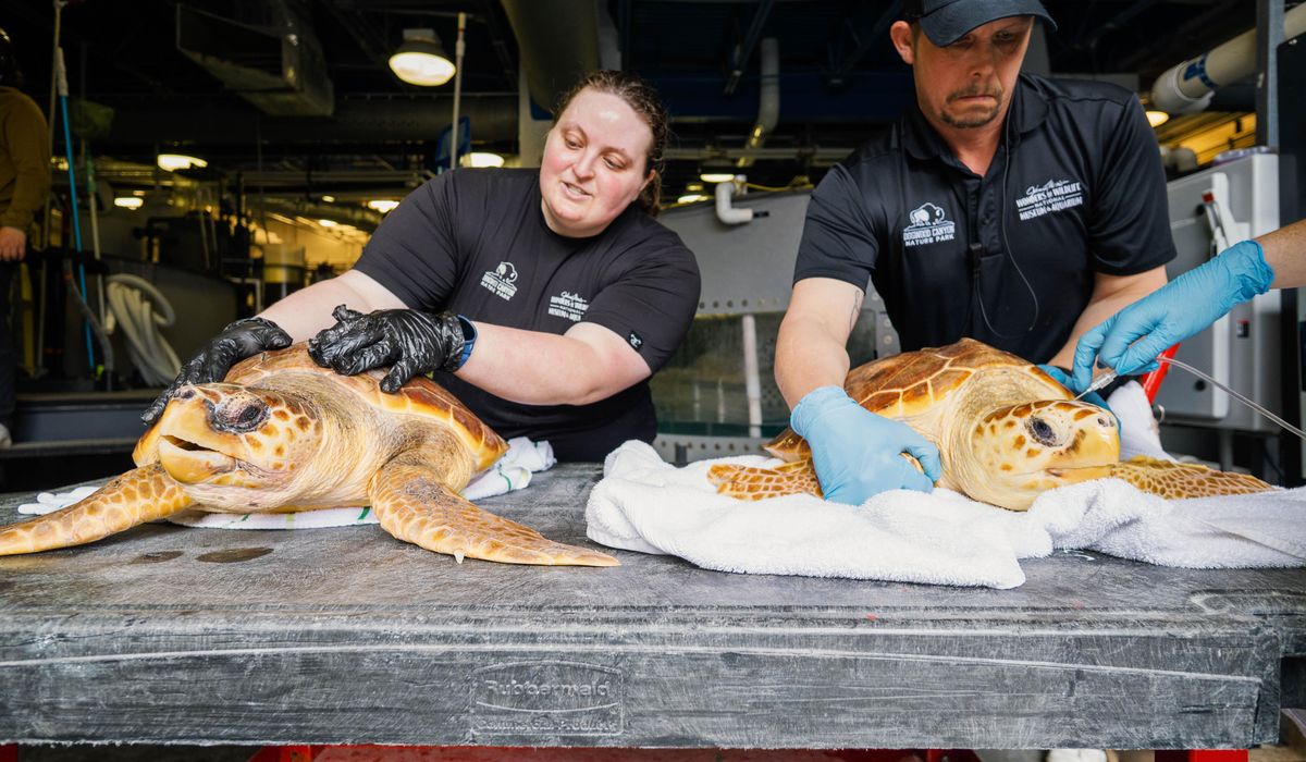 NextImg:19 New England sea turtles are back in the Atlantic Ocean off Florida after rehabbing in Missouri