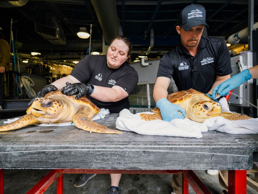 In this image released by the Wonders of Wildlife National Museum Aquarium, staff from the Johnny Morris Sea Turtle Center in Springfield, Mo., release 19 loggerhead and Kemp's ridley turtles that had been rehabilitating, Wednesday, March 26, 2025, off Jacksonville, Fla. (Johnny Morris/Wonders of Wildlife National Museum Aquarium via AP)