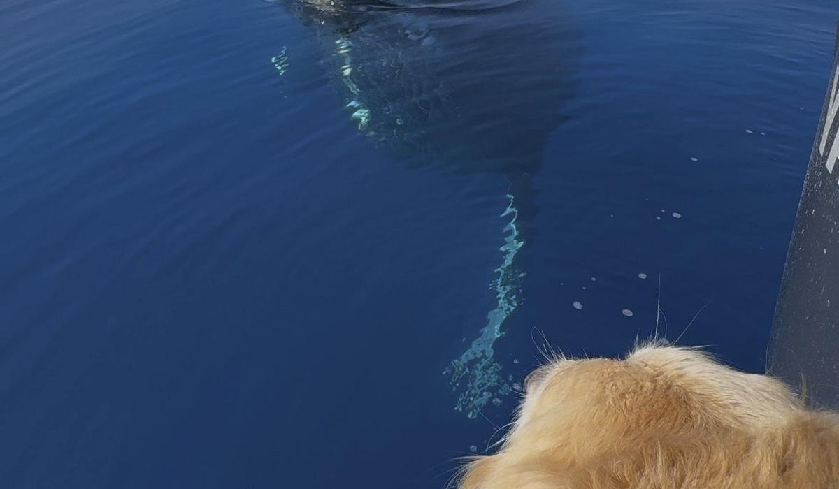 NextImg:Dog of captain who lost boats in Lahaina wildfire barks with delight during whale encounter