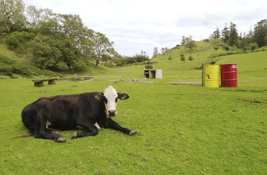 FILE - A cow rests near a park bench and trash bins on August 12, 2002 on Australia's remote Norfolk Island. (AP Photo/Rick Rycroft, File)