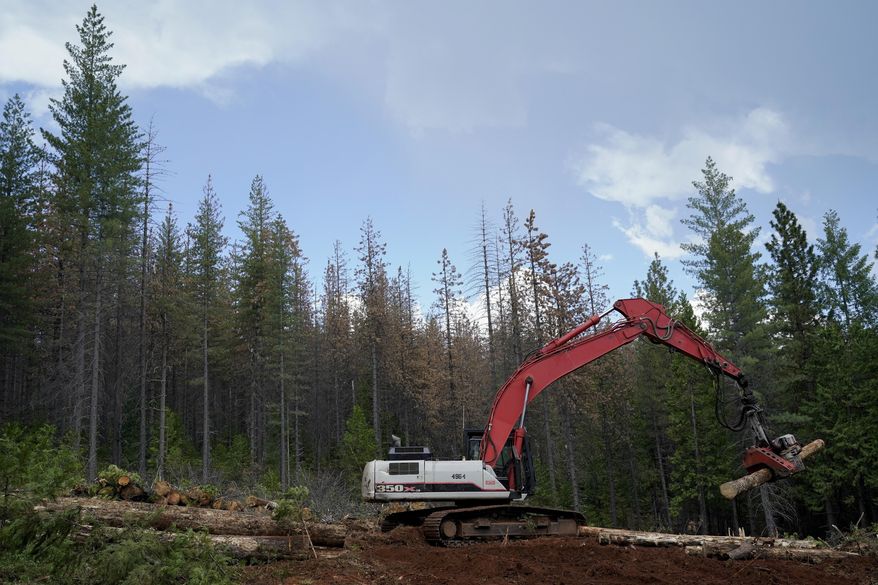 A crew member uses a tree processor to strip bark and branches from logs before being transported to a mill, Tuesday, June 6, 2023, near Camptonville, Calif. (AP Photo/Godofredo A. Vásquez)