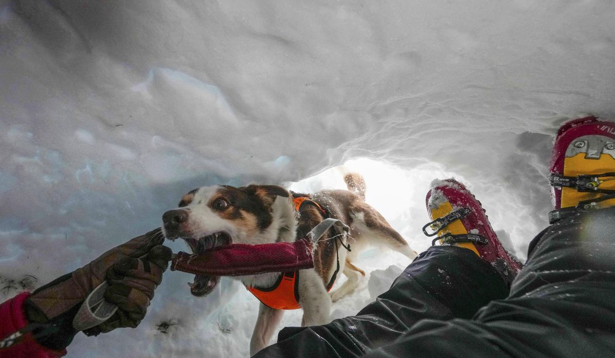 NextImg:Zen the border collie teaches other dogs how to rescue people in Italy’s avalanche-prone Dolomites